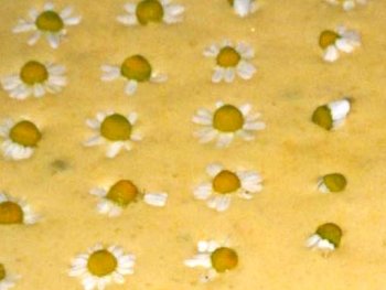 カモミールを入れたケーキ。リラックス効果があるそう。