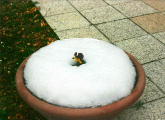 花の熱で、その周辺の雪だけが溶けている。生命力の強さを感じられる光景だ。