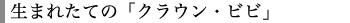 生まれたての「クラウン・ビビ」
