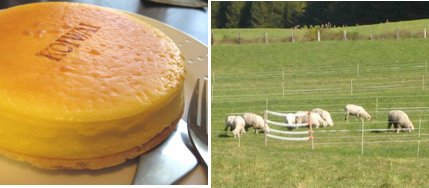 (左)我々をとりこにした、魅惑のチーズケーキ。(右)あちらこちらで羊がのんびりと草を食んでいました